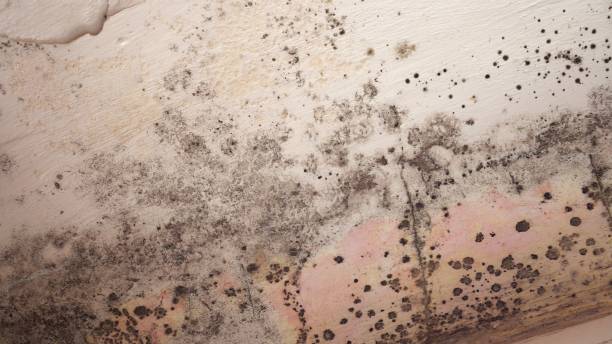 Best Residential Mold Remediation in Princeton, WI